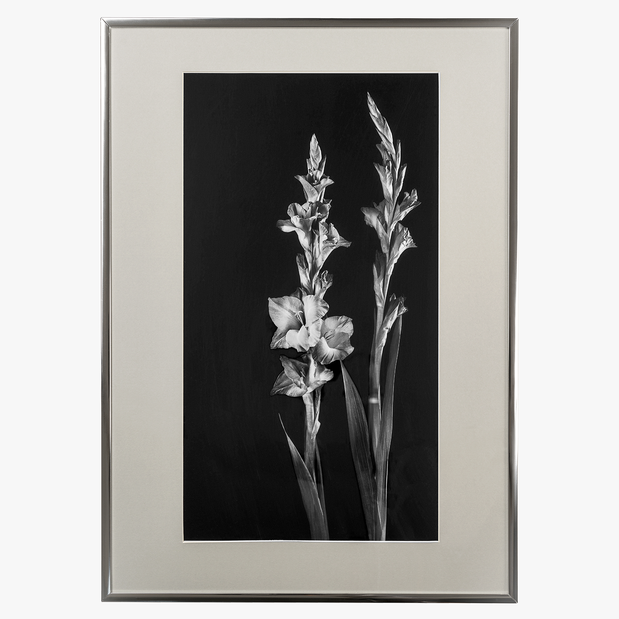 Print with a passe-partout in the frame "Gladioli on the black"