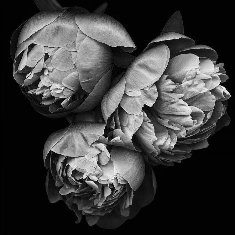 ВЕЧЕР С CHAMPAGNE ROSE 15/05/25