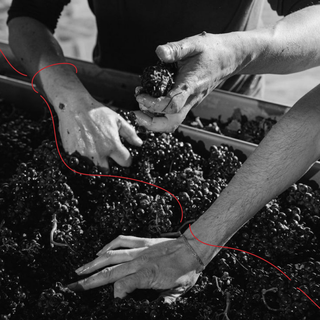 ВЕЧЕР С ВИНАМИ. ВЕЛИКИЕ МАСТЕРА И НОВЫЕ ИМЕНА. ОТЦЫ И ДЕТИ В ВИНОДЕЛИИ 09/10/25