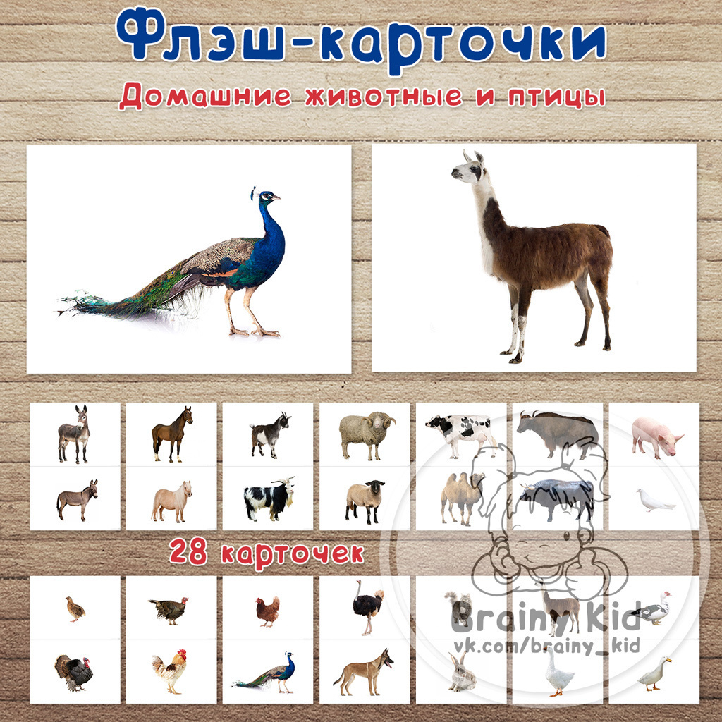 Флэш-карточки - Домашние животные и птицы