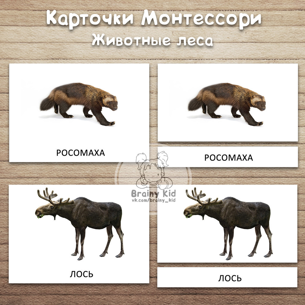 Карточки Монтессори - Животные леса