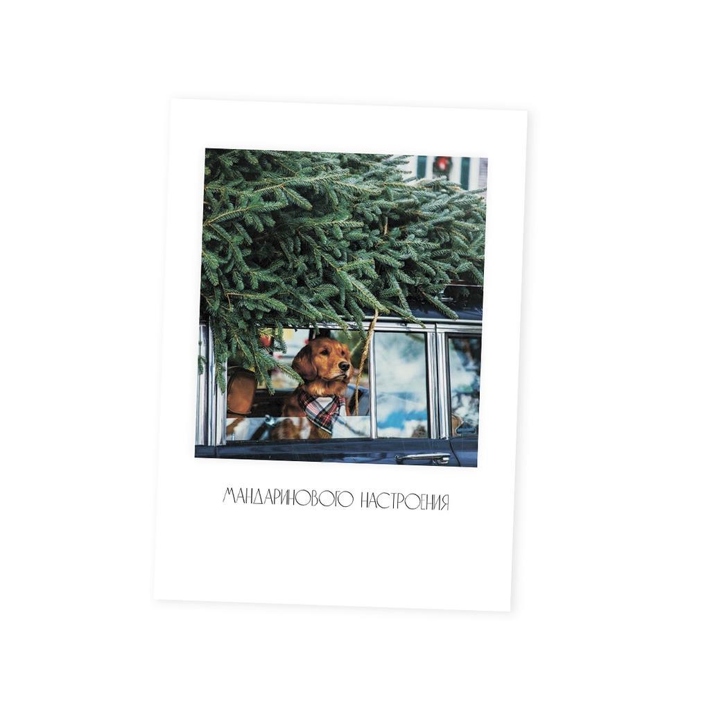 Мини-карточка собака в машине "МАНДАРИНОВОГО НАСТРОЕНИЯ"