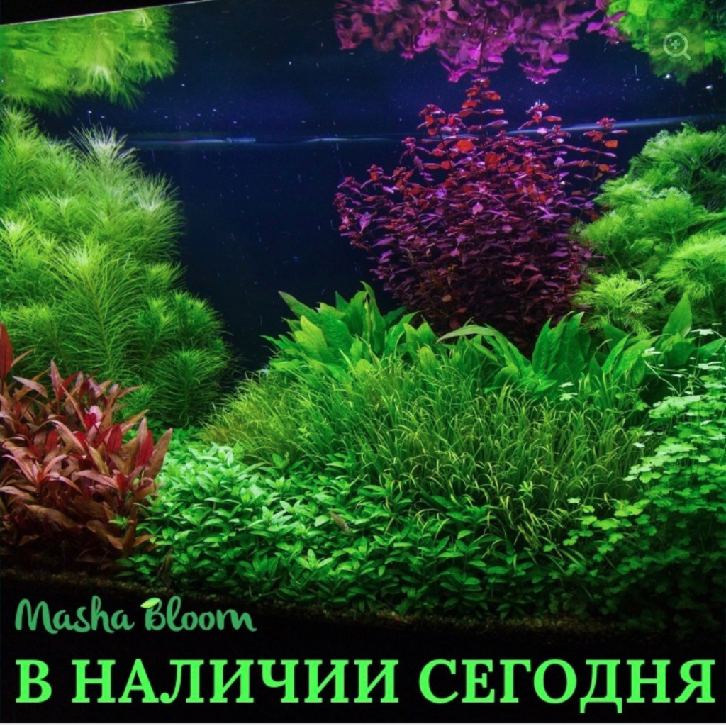 АКТУАЛЬНЫЙ СПИСОК РАСТЕНИЙ