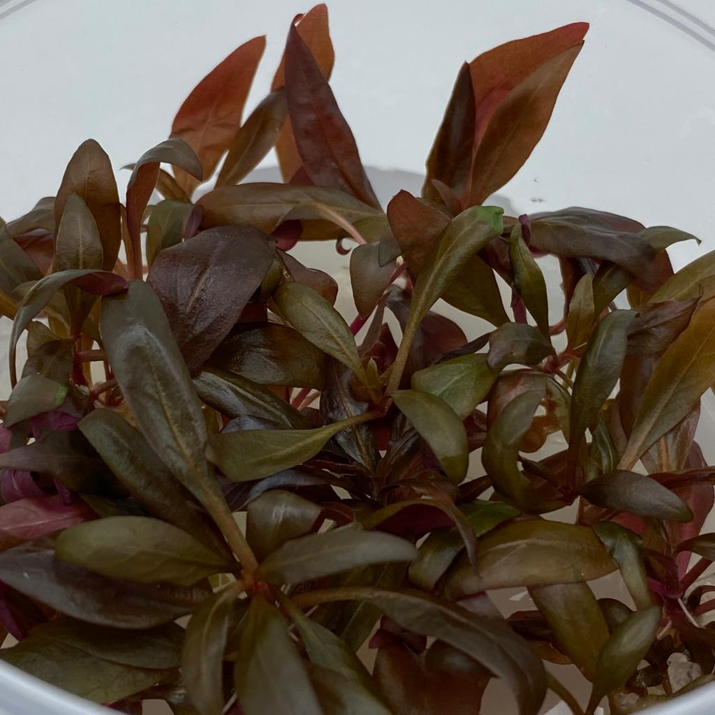 АЛЬТЕРНАНТЕРА РЕЙНЕКИ МИНИ (Alternanthera reineckii mini) меристема