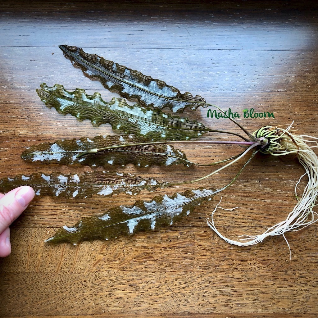 АПОНОГЕТОН МАДАГАСКАРСКИЙ УЗКОЛИСТНЫЙ