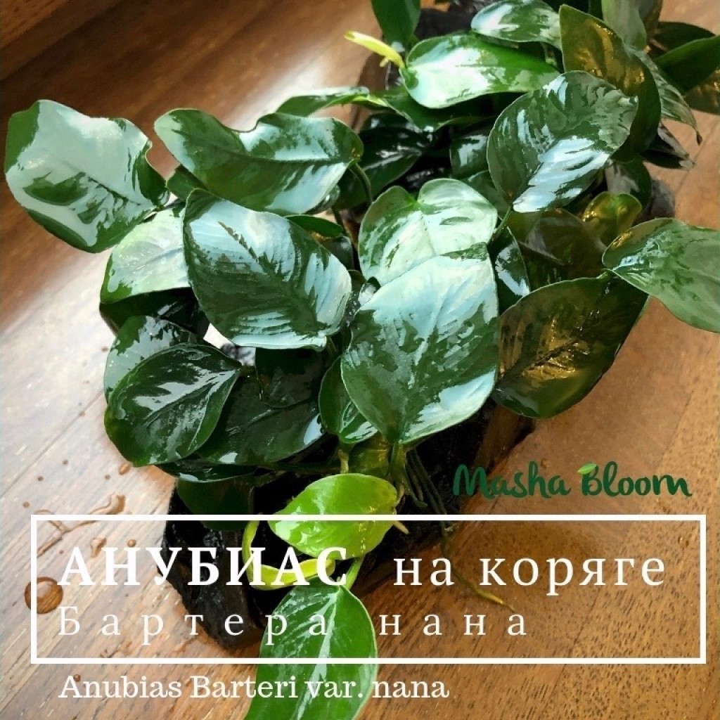 АНУБИАС НАНА на коряге
