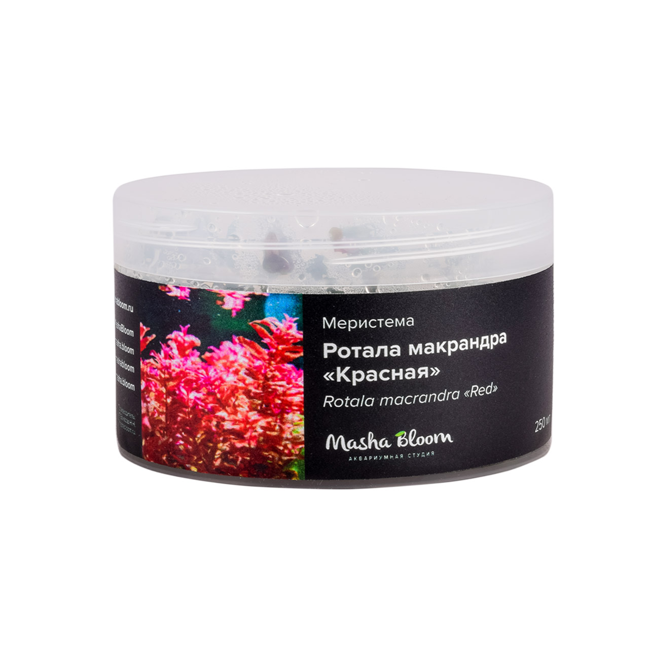 РОТАЛА МАКРАНДРА КРАСНАЯ (Rotala macrandra) меристема