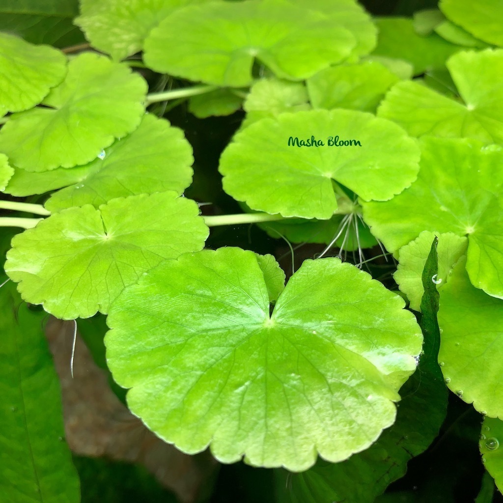 ЩИТОЛИСТНИК БЕЛОГОЛОВЫЙ