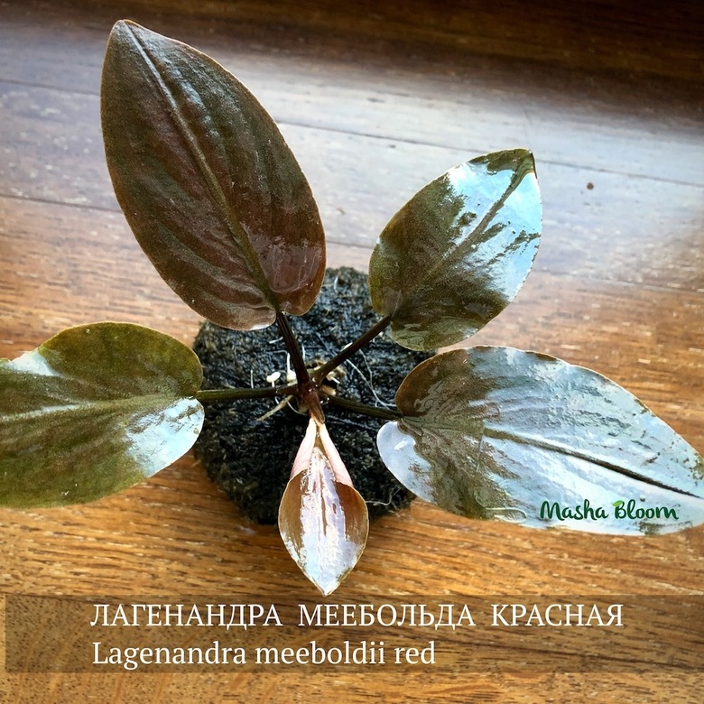 ЛАГЕНАНДРА МЕЕБОЛЬДА КРАСНАЯ меристема