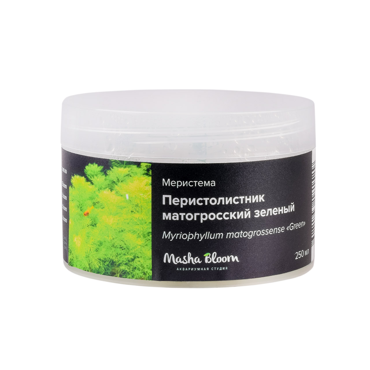 ПЕРИСТОЛИСТНИК МАТОГРОССКИЙ ЗЕЛЕНЫЙ меристема