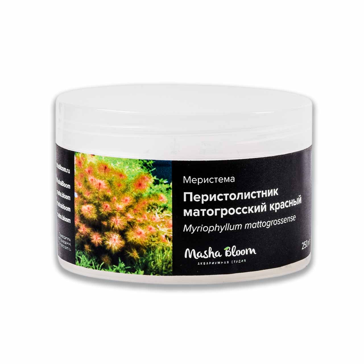 ПЕРИСТОЛИСТНИК МАТОГРОССКИЙ КРАСНЫЙ (Myriophyllum mattogrossense "Red") меристема