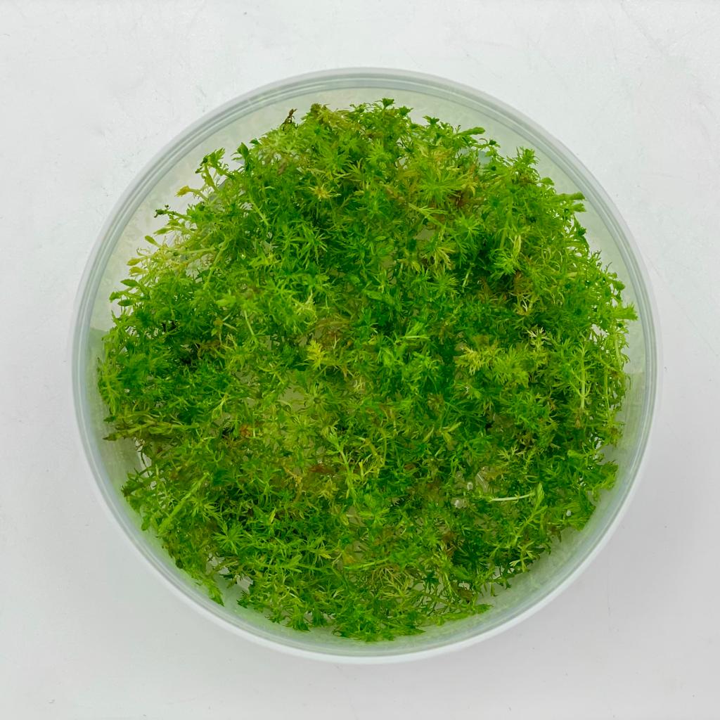 ПЕРИСТОЛИСТНИК ГАЙАНА (Myriophyllum sp. 'Guinea') меристема