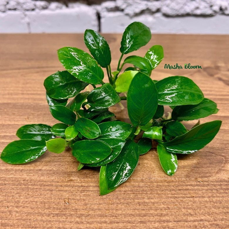 Анубиас нана Паксинг компакт в горшке