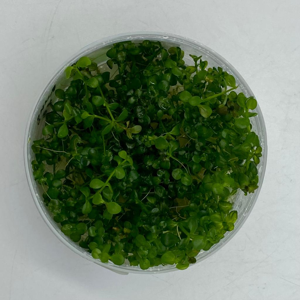 ЛИНДЕРНИЯ КРУГЛОЛИСТНАЯ УЗОРЧАТАЯ (Lindernia rotundifolia variegated) меристема