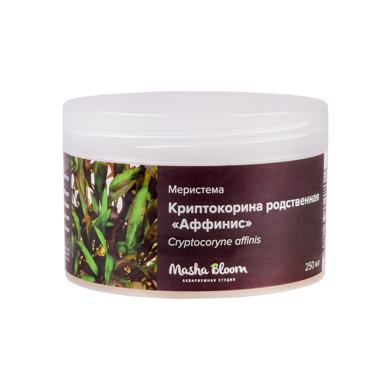 КРИПТОКОРИНА ВЕНДТА АФФИНИС меристема