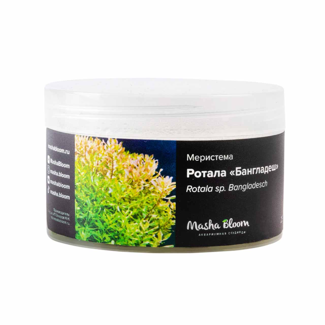 РОТАЛА МЕКСИКАНА БАНГЛАДЕШ (Rotala mexicana Bangladesh) меристема