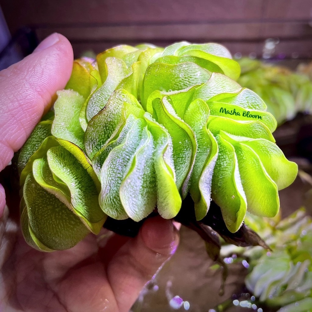 САЛЬВИНИЯ (Salvinia natans)