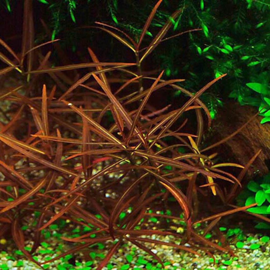 ГИГРОФИЛА АРАГВАЯ (Hygrophila sp. Araguaia)