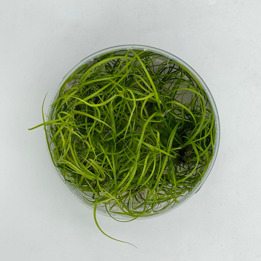 ЮНКУС ПОЛЗУЧИЙ (Juncus repens) меристема