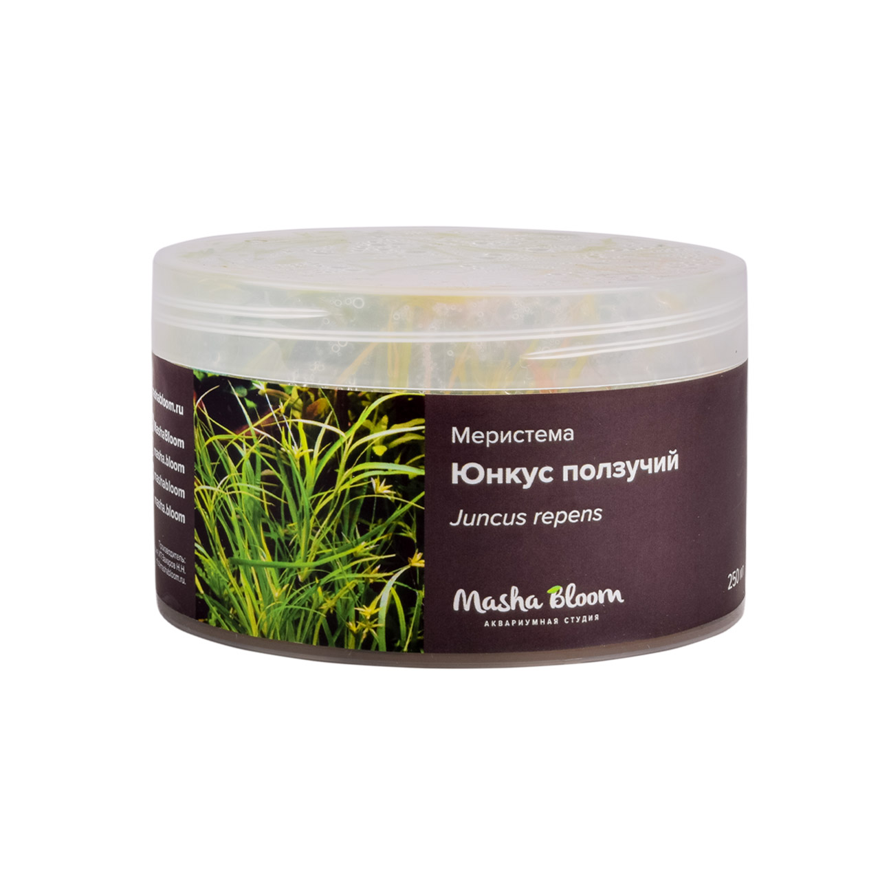 ЮНКУС ПОЛЗУЧИЙ (Juncus repens) меристема