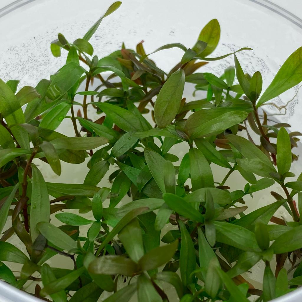 АММАНИЯ ГРАЦИЛИС (ИЗЯЩНАЯ) (Ammannia gracilis) меристема
