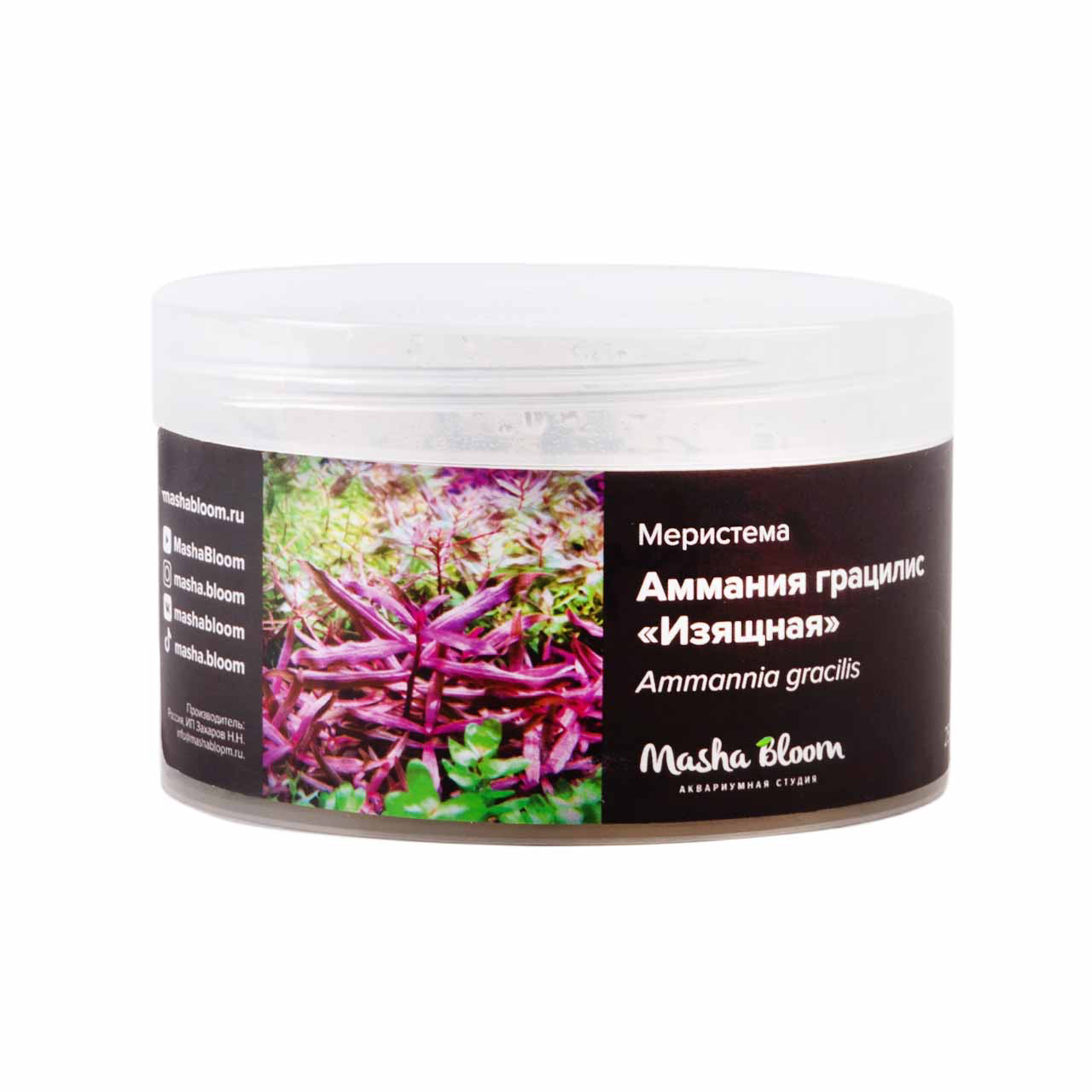 АММАНИЯ ГРАЦИЛИС (ИЗЯЩНАЯ) (Ammannia gracilis) меристема