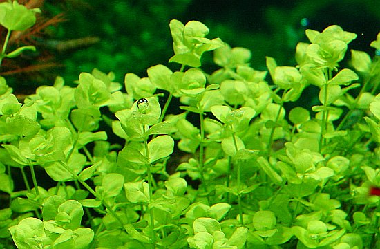 МИКРАНТЕМУМ ТЕНИСТЫЙ (Micranthemum umbrosum)
