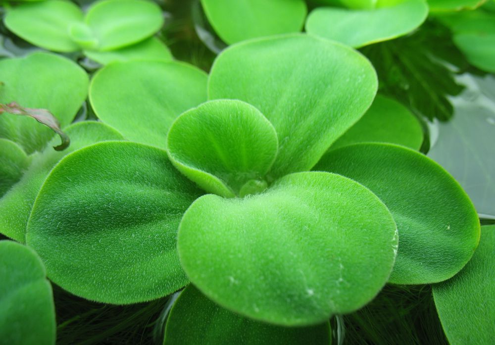 ПИСТИЯ (ВОДНЫЙ САЛАТ) (Pistia stratiotes)