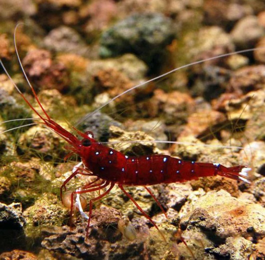 Креветка Сулавеси Кардинал / (Sulawesi Shrimp Cardinal)