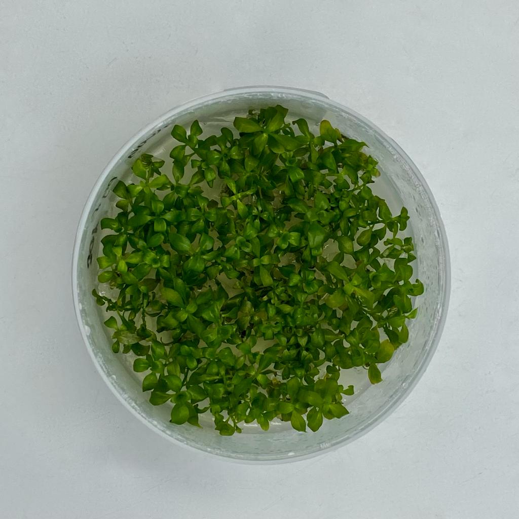ЛЮДВИГИЯ РЕПЕНС РУБИН (Ludwigia Repens «Rubin») меристема