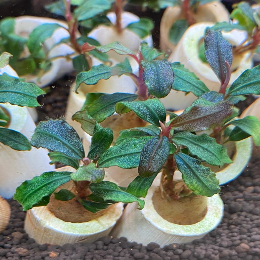 Буцефаландра Брауни Капуас (Bucephalandra Kapuas Brownie) на лаве