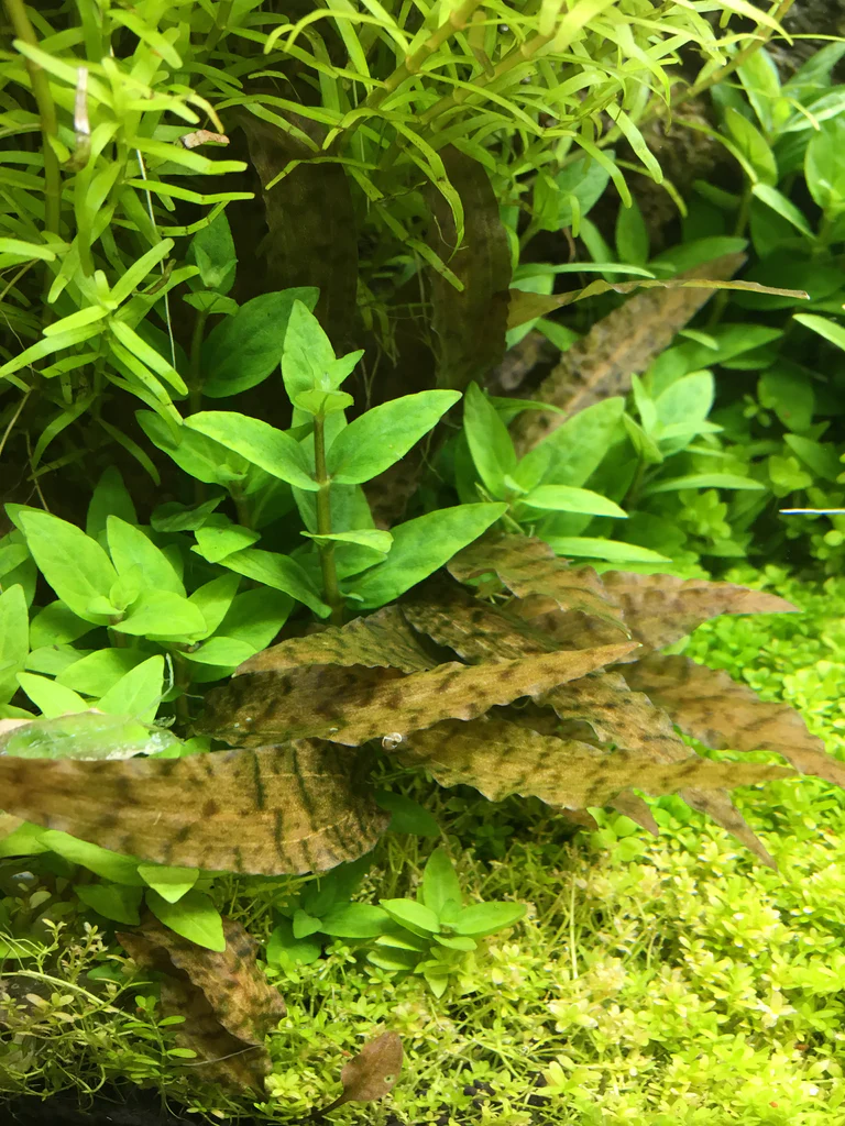Криптокорина Аксельрода (Cryptocoryne Axelrodii) в горшке