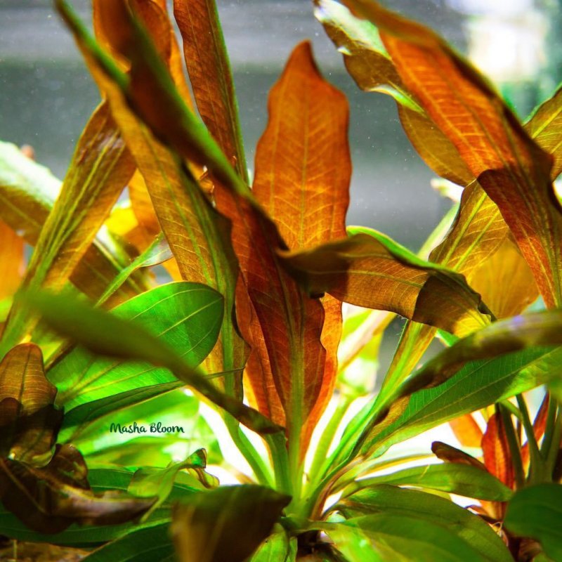 Эхинодорус Красный Рубин (Echinodorus Rubin) в горшке