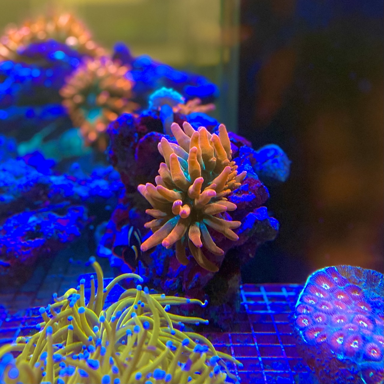 Актиния пузырчатая кирпичная (Entacmaea quadricolor / Physobrachia ramsayi)