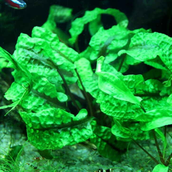 Криптокорина Забавная / Скуриллис (Cryptocoryne scurrilis)