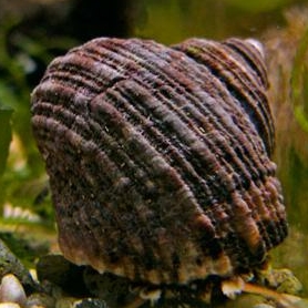 Улитка-водорослеед астрея / тюрбановая (Astraea sp.)