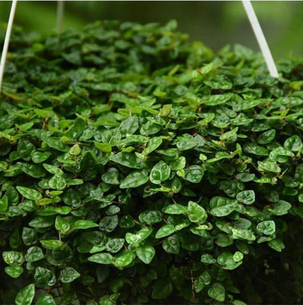 Меристема MASHA BLOOM Фикус пумила минима (Ficus Pumila Minima) Ø90 мм