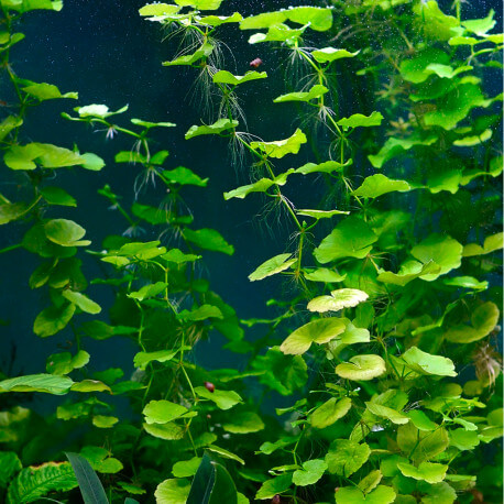 Гидрокотила белоголовая / щитолистник (Hydrocotyle leucocephala)