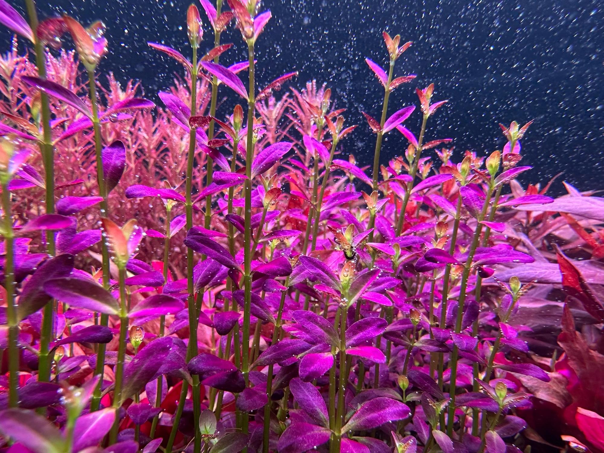 Меристема MASHA BLOOM Ротала Флорида (Rotala sp. Florida) Ø90 мм