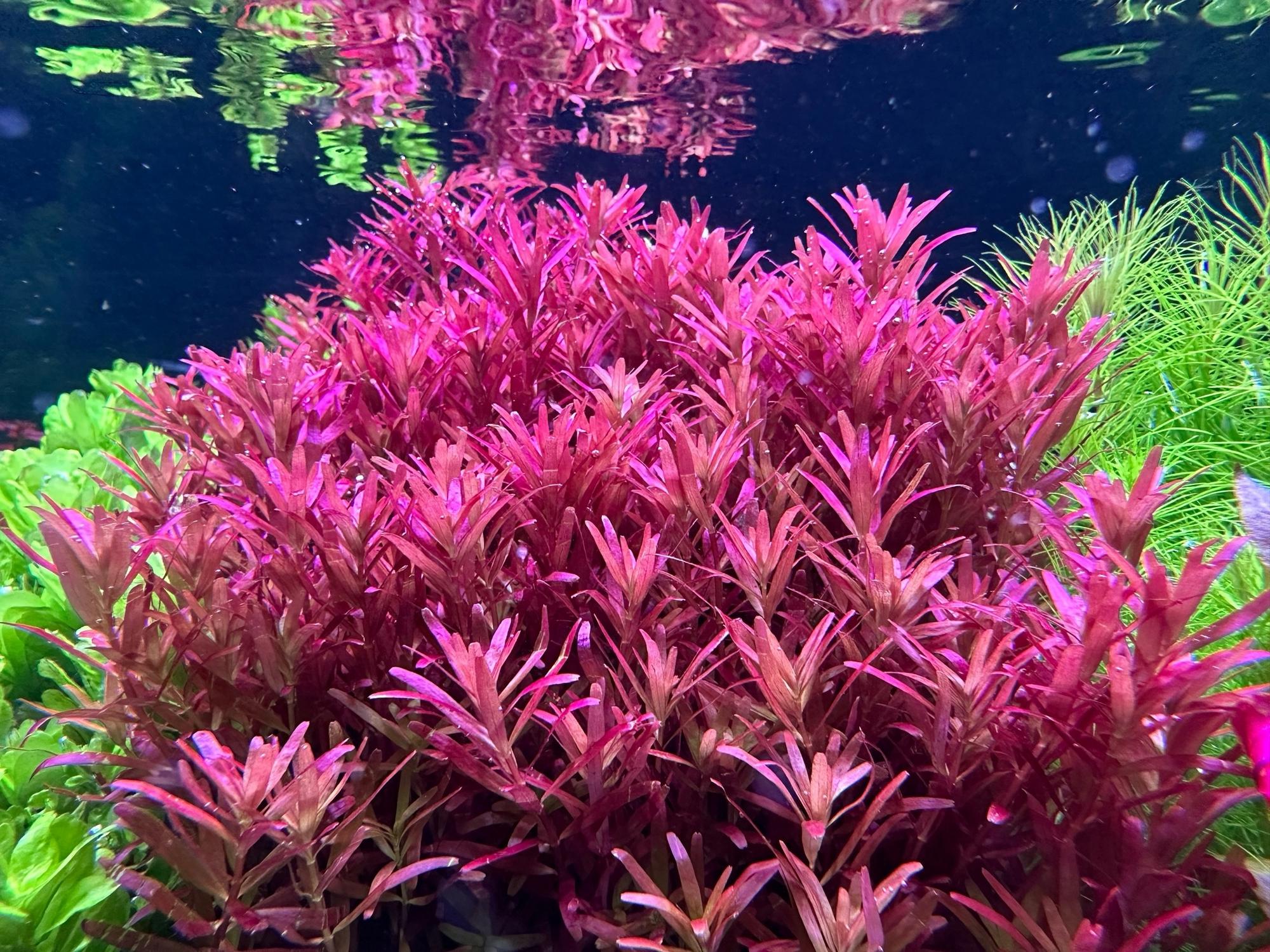 Меристема MASHA BLOOM Ротала ротундифолия / круглолистная (Rotala rotundifolia) Ø90 мм