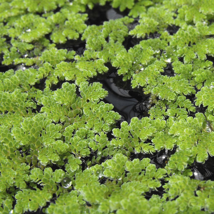 Азолла перистая (Azolla pinnata) банка 250 мл