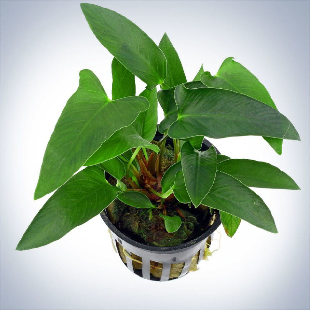 Анубиас хастифолия / копьевидный (Anubias hastifolia) в горшке