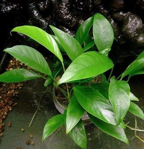 Анубиас минима (Anubias minima) в горшке