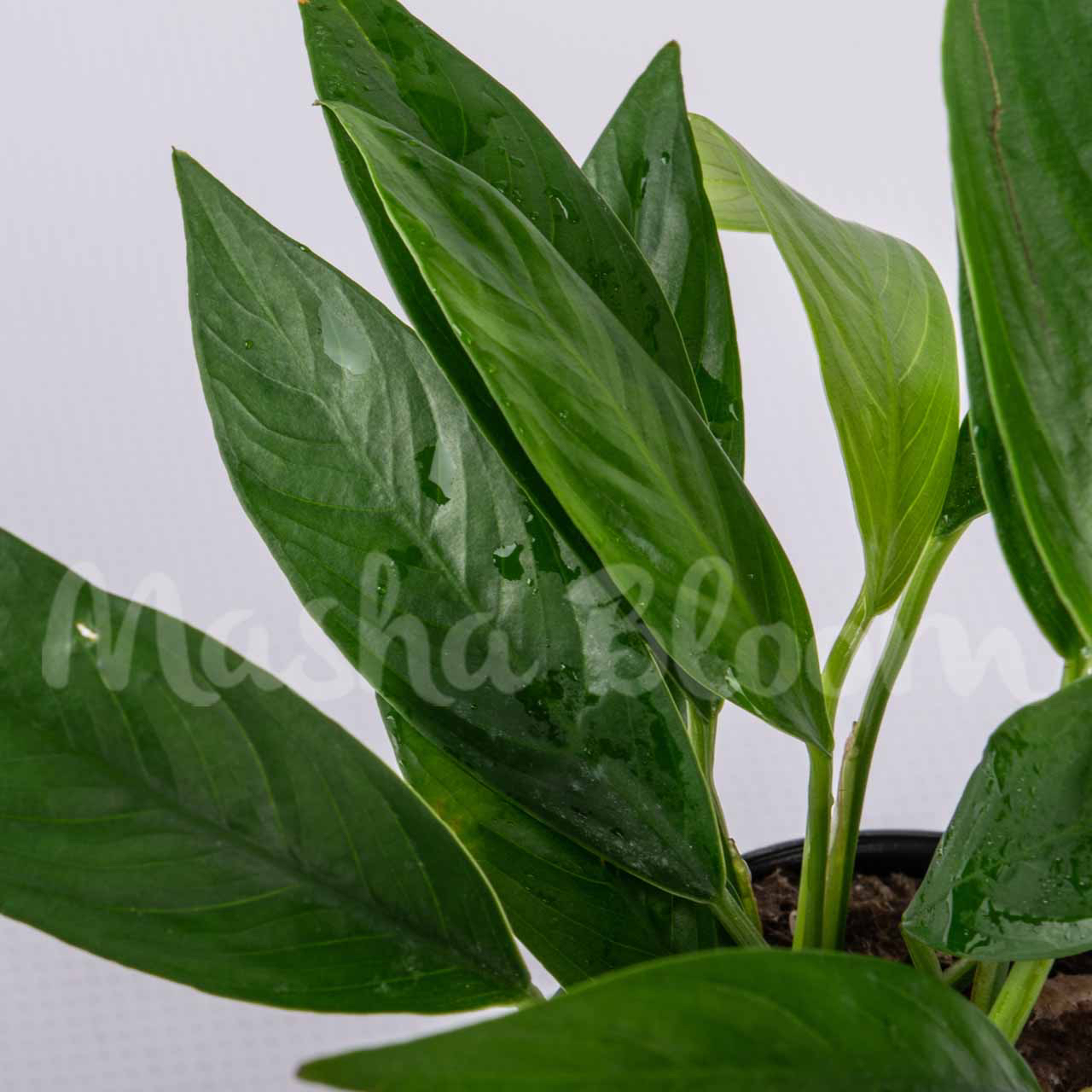 Анубиас ланцеолата (Anubias lanceolata) в горшке