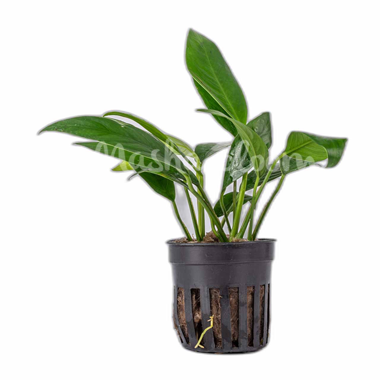 Анубиас ланцеолата (Anubias lanceolata) в горшке