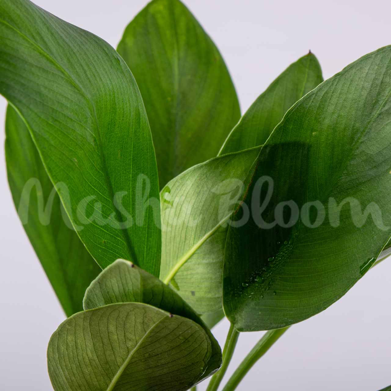Анубиас конгензис широколистный (Anubias congensis Broad leaf) в горшке