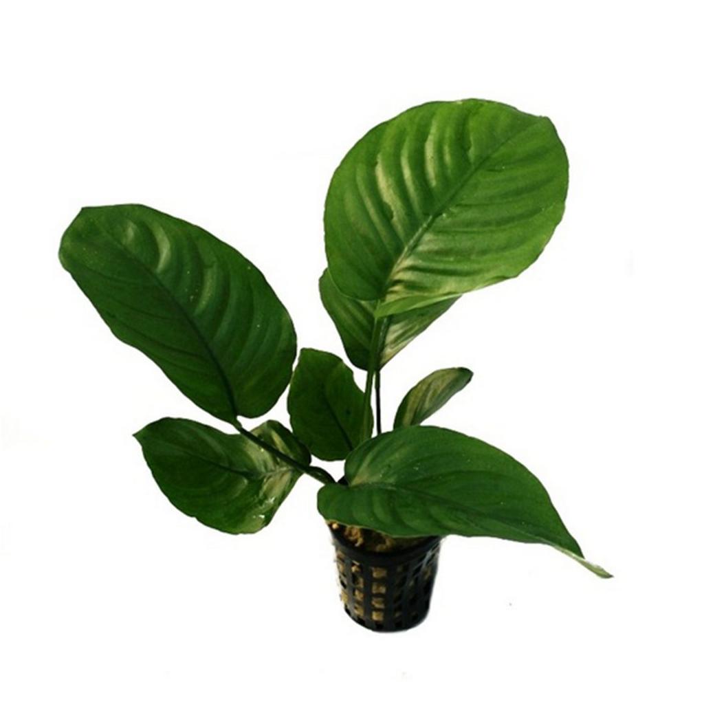 Анубиас бартера Бабочка (Anubias barteri Butterfly) в горшке