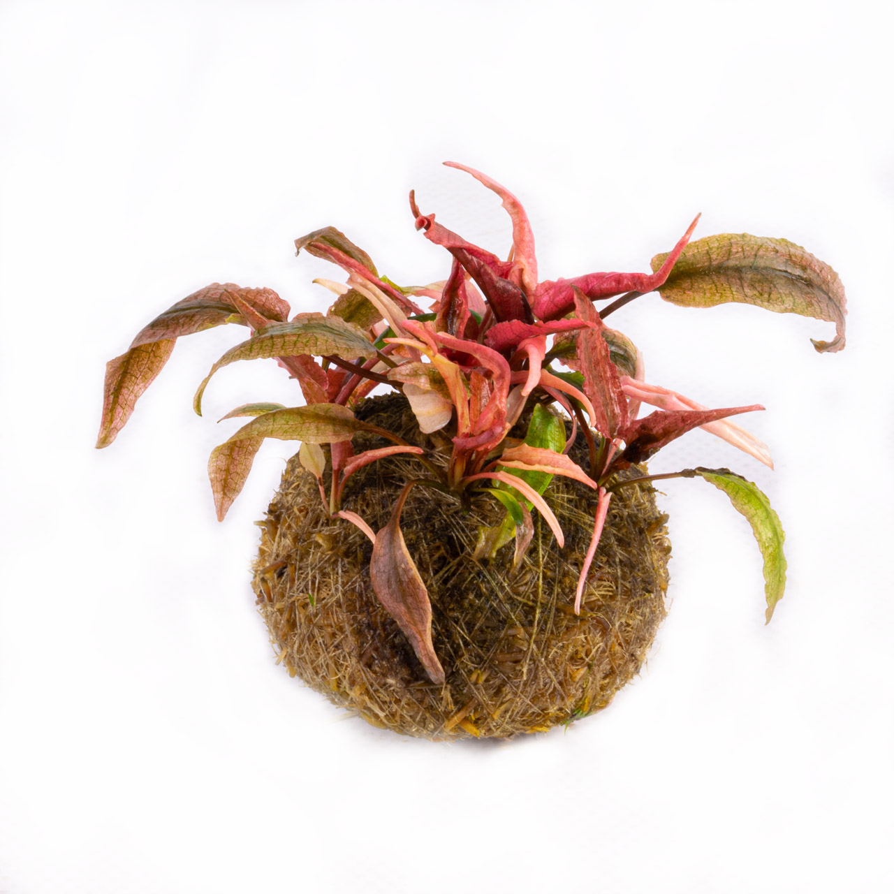Вабикуса Криптокорина Фламинго (Cryptocoryne spec. Flamingo)
