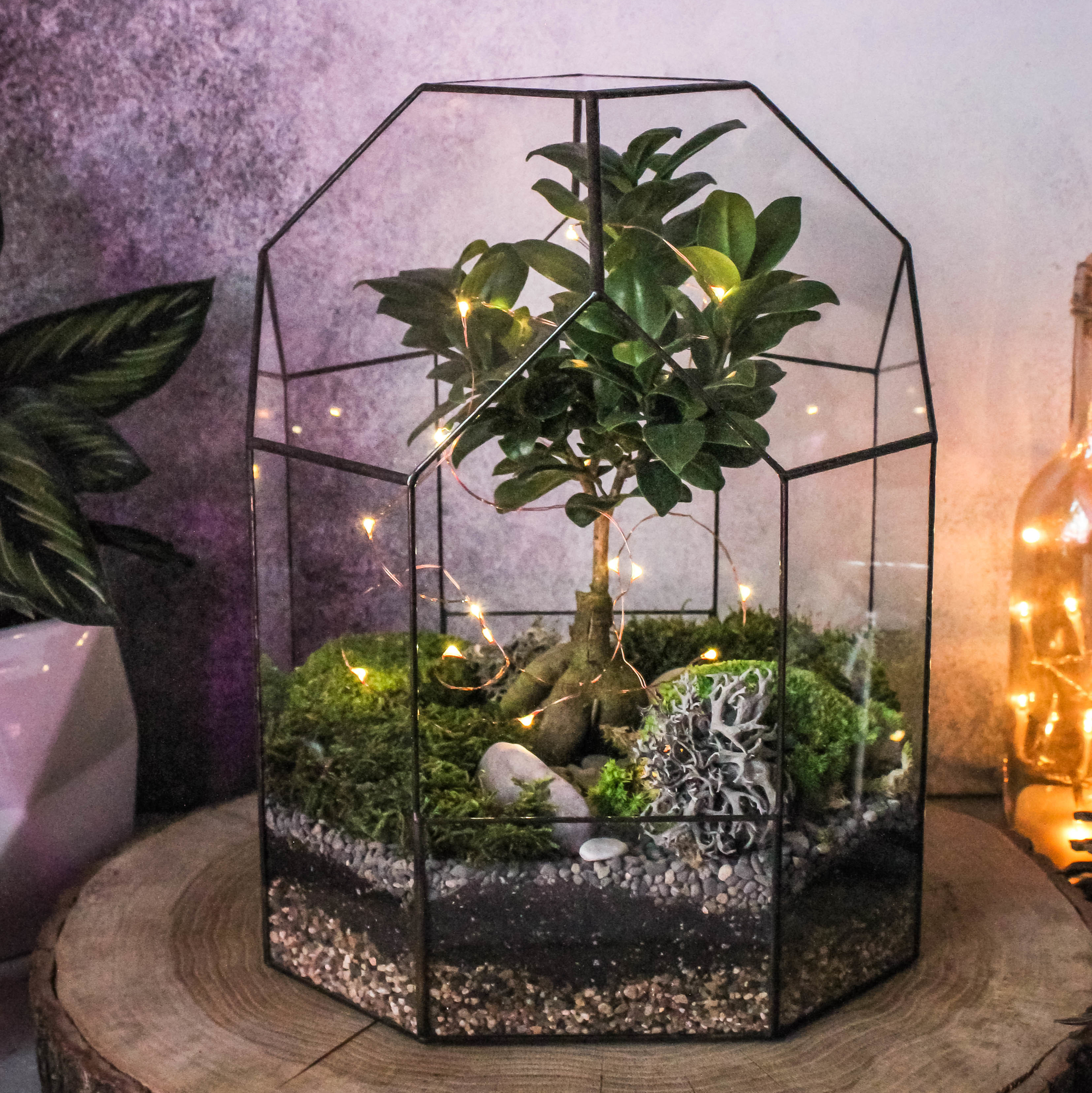 Бонсариум 35 см с фикусом Гинсенг