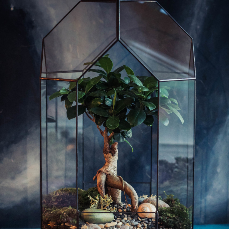 Бонсариум 45 см с фикусом Гинсенг